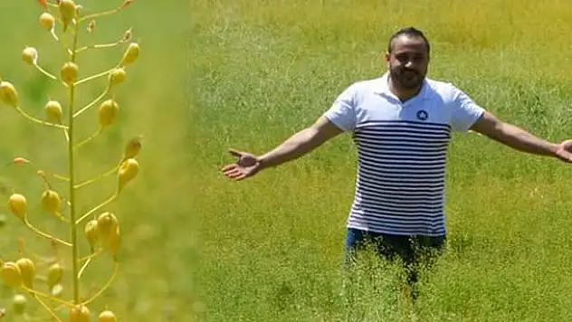 Konya arazilerinin yeni bitkisi Ketencik
