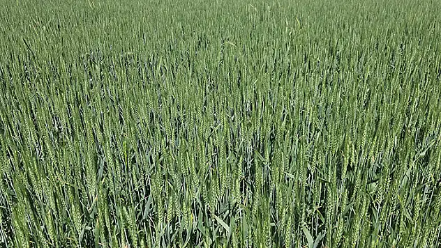 Konya bahar yağmuruna doydu! Hasat sezonu 10-15 gün ileriye kayabilir