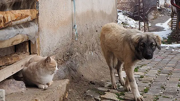 Konya Bozkır'da sokak ve yaban hayvanları kış aylarında aç kalmayacak