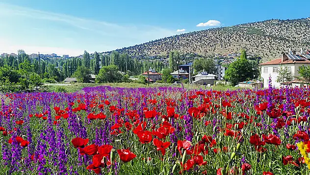 Konya Bozkır'da renk cümbüşü