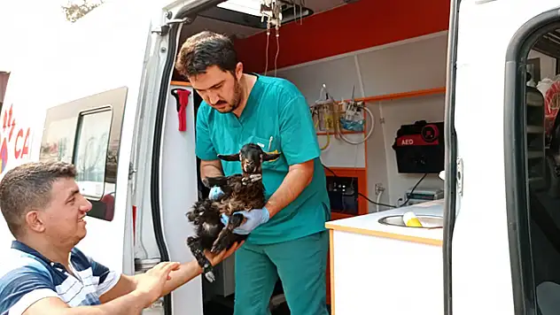 Konya Büyükşehir afet bölgesine gönderdi! 'Canbulan' yangından zarar gören hayvanların yarasını sarıyor