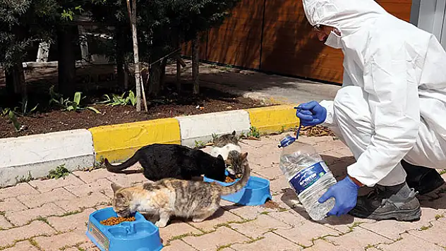 Konya Büyükşehir Belediye Başkanı Altay'dan vatandaşlara sokak hayvanları için çağrı