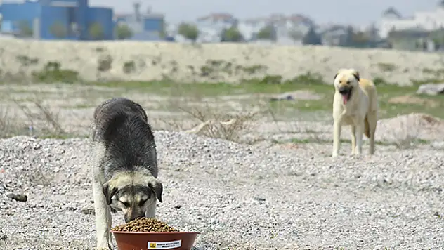 Konya Büyükşehir Belediyesi katkı payı ödeyerek sokak köpeklerine evde bakım hizmeti sağlıyor