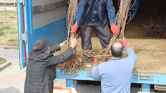 Konya Büyükşehir'den çiftçiye fidan ve fide desteği
