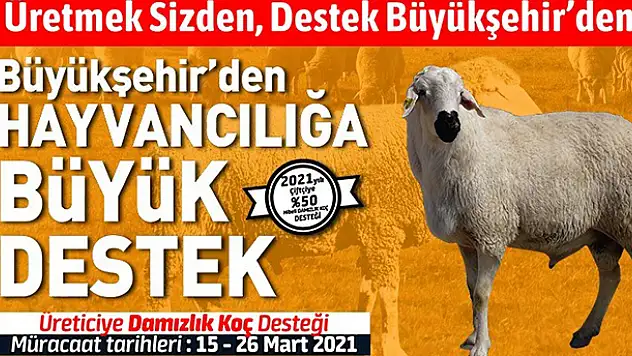Konya Büyükşehir'den üreticiye yüzde 50 hibe destekli damızlık koç desteği