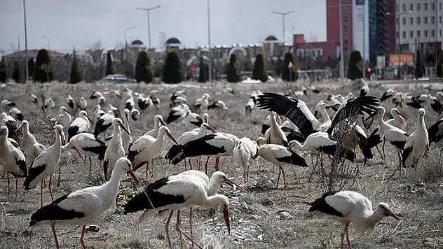 Konya Büyükşehir Fırtına Nedeniyle Şehir Merkezine İnen Leyleklere Kucak Açtı