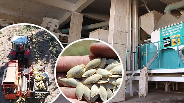 Konya Büyükşehir'in Çumra ve Seydişehir'e kazandırdığı kabak çekirdeği eleme tesisi üreticiye kolaylık sağlıyor