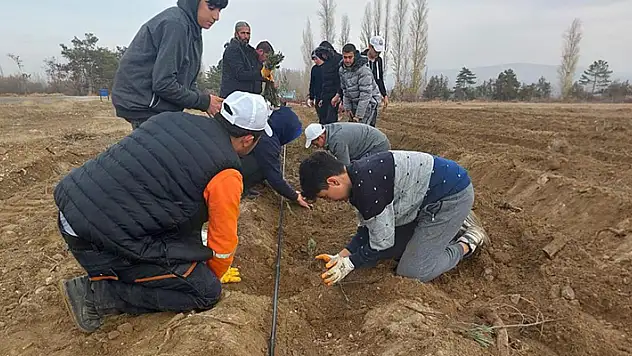 Konya Büyükşehir'in üreticiye lavanta fidesi desteği sürüyor
