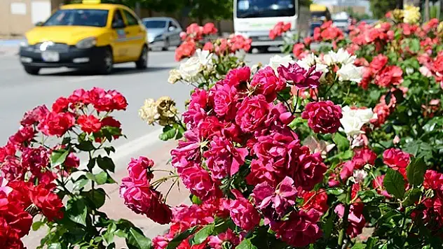 Konya Büyükşehir Şehri Güllerle Donattı