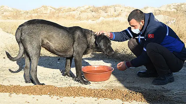 Konya Büyükşehir sokak hayvanlarını yine unutmadı