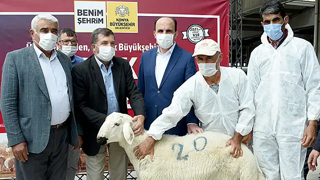 Konya Büyükşehir'den üreticiye damızlık koç desteği
