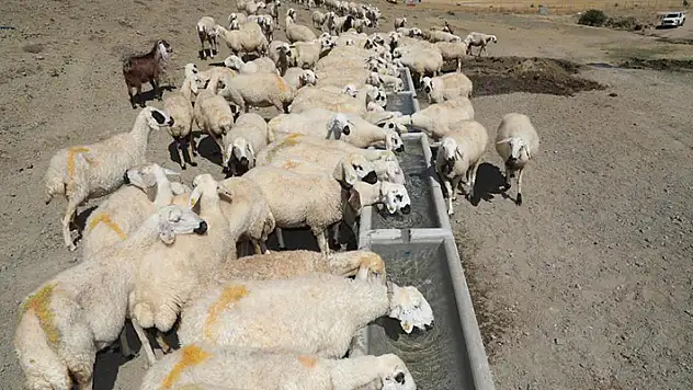 Konya Büyükşehir'in hazırladığı sıvatlar hayvanlar için can suyu oluyor
