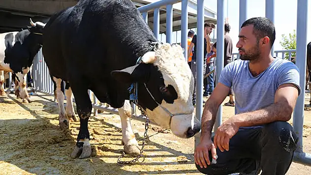 Konya'da 1 tonluk boğa alıcısını bekliyor