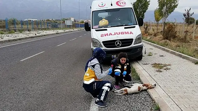 Konya'da 112 çalışanlarının kazada yaralanan köpeği yaşatma çabası
