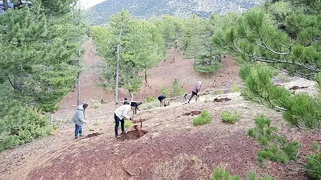 Konya'da 13 bin 500 fidan dikildi

