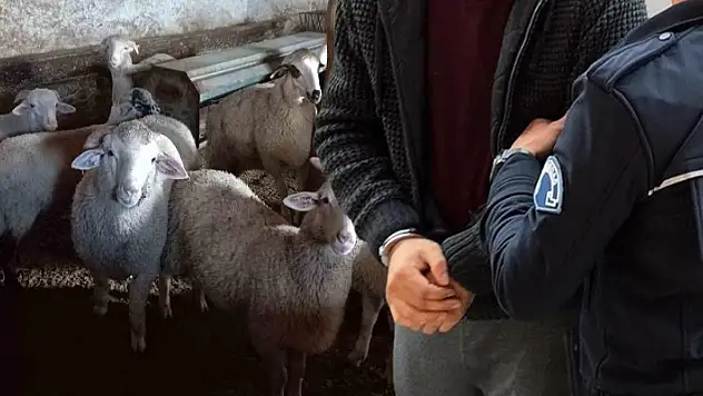 Konya'da 143 koyun çalan yabancı uyruklu çoban tutuklandı
