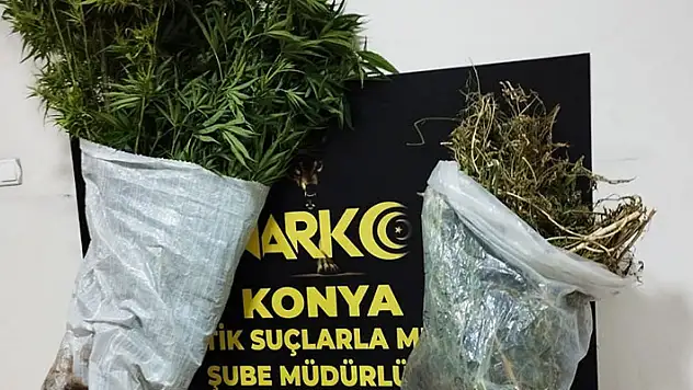 Konya'da 145 kök kenevir ele geçirildi