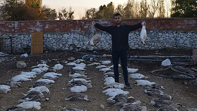 Konya'da 150 kaz telef oldu! Zehirlendikleri...