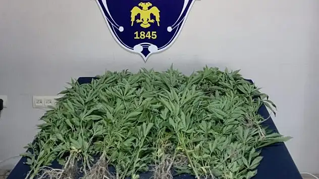 Konya'da 150 kök hint keneviri ele geçirildi 