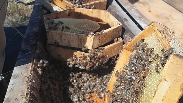 Konya'da 2 bin 500 metre rakımda sahiplendirilen kovanlardaki ballar hasat edildi