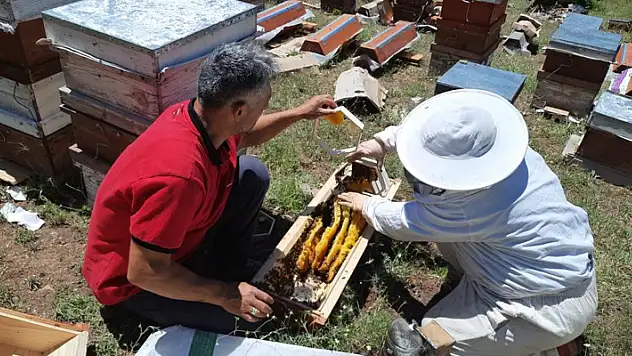 Konya'da 2 bin 500 rakımda ayılar 6 kovanı parçaladı