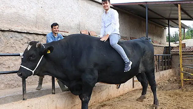 Konya'da 2 tonluk boğa 70 bin liradan yeniden satışa çıktı