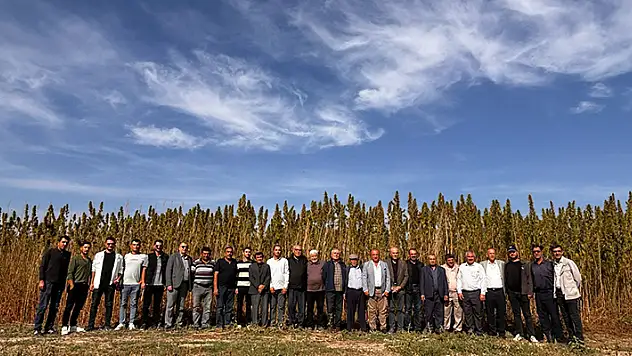 Konya'da 20 bin dekar arazide kenevir hasadı