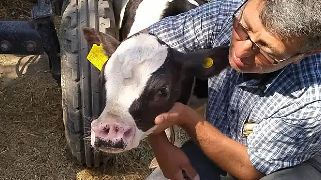 Konya'da 4 burun deliği olan buzağı doğdu