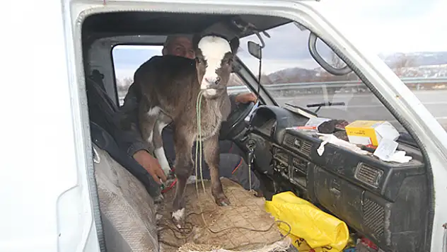 Konya'da 4 günlük buzağının minibüsle yolculuğu gülümsetti