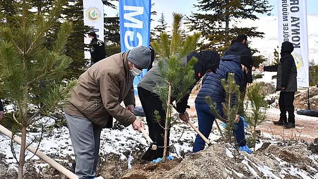 Konya'da 40 bin karaçam ve sedir fidanı dağıtıldı
