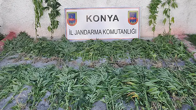 Konya'da 450 kök hint keneviri ele geçirildi