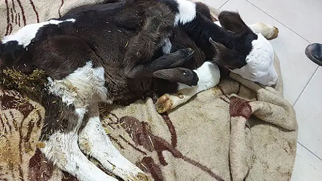Konya'da 6 bacaklı buzağı doğdu! 2 bacağı ameliyatla alındı
