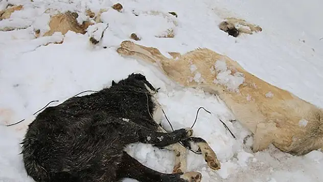 Konya'da 7 köpeğin ayakları bağlı halde ölü bulunması olayına inceleme