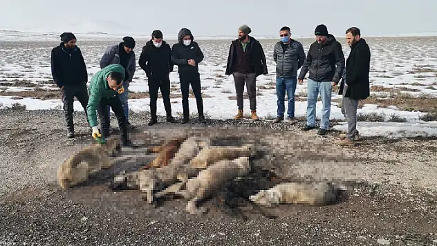 Konya'da 7 sokak köpeği ölüsü bulundu
