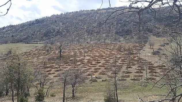 Konya'da 70 yıllık atıl araziye can verildi