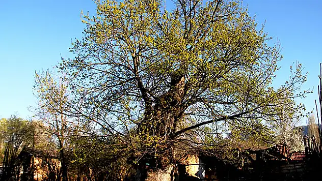 Konya'da 700 yıllık çınar bu yılda yeşerdi