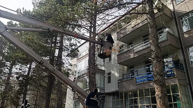 Konya'da 8  metrelik çam ağacında mahsur kalan kedi kurtarıldı
