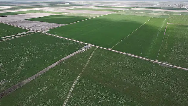 Konya'da 8.3 milyon dekar mera alanında hayvancılığa büyük destek
