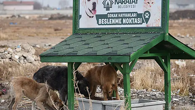 Konya'da 9 yavru köpeğin telef edildiği alana beslenme noktası kuruldu