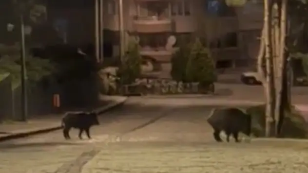 Konya'da aç kalan domuzlar şehre indi
