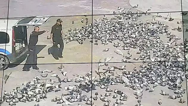 Konya'da aç kalan güvercinleri polis besledi