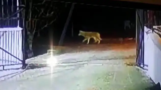 Konya'da aç kalan kurtlar şehre indi