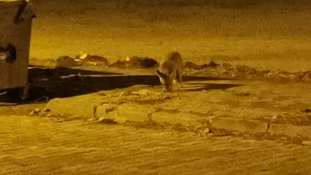 Konya'da aç kalan tilkiler şehre indi