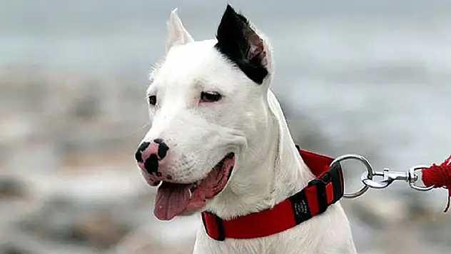 Konya'da açık alanda yasaklı ırk köpeği ağızlıksız gezdiren kişiye 33 bin 399 lira ceza kesildi
