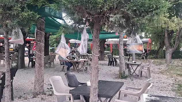 Konya'da ağaçlara kitap asıldı!