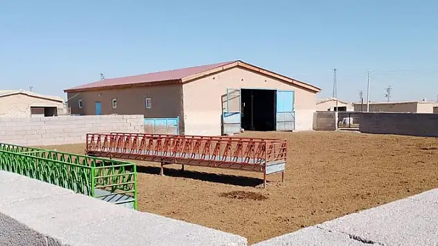 Konya'da ağıla giren kurt koyunları telef etti

