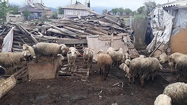 Konya'da ağıla giren kurtlar 20 koyunu telef etti