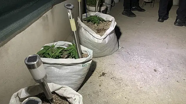 Konya'da aile içi kavgaya giden polis kenevir bahçesiyle karşılaştı
