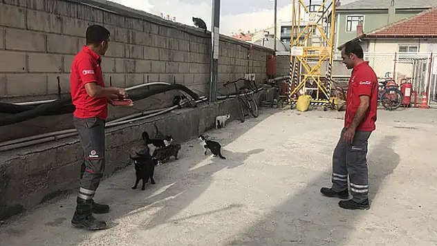 Konya'da akaryakıt istasyonu çalışanlarının sokak kedileriyle dostluğu