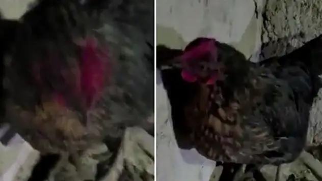 Konya'da akılalmaz olay! Kuluçkadaki tavuğun altından uyuşturucu çıktı
